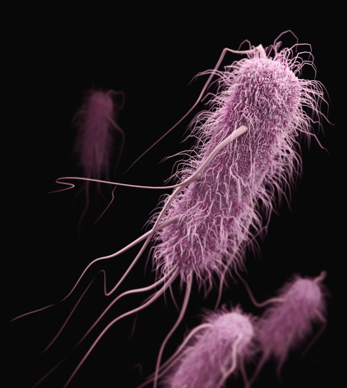 A high definition photograph of E Coli Bacteria