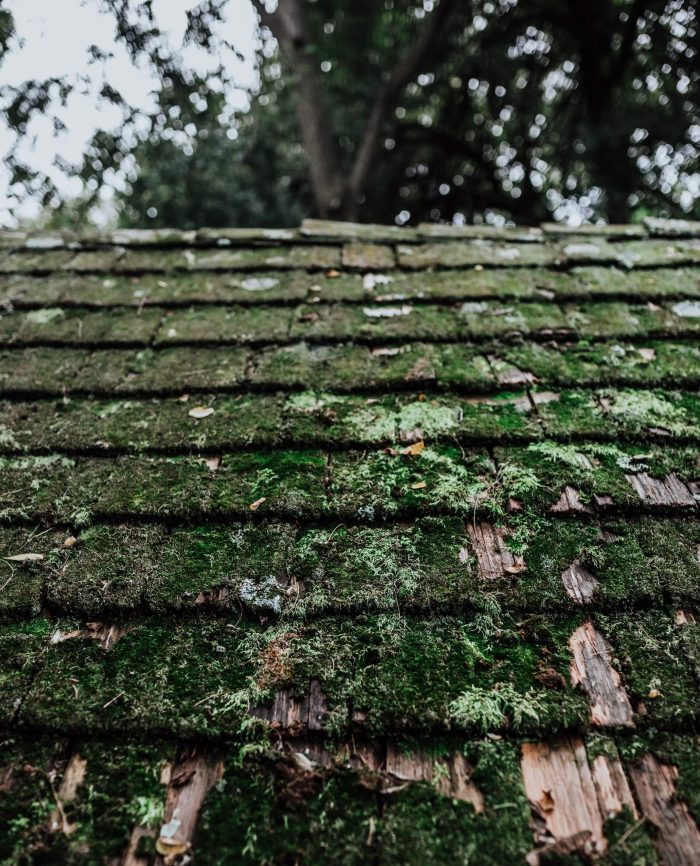 An_image_of_an_old_timber_roof_covered_in_moss_and_algae._When_this_material_decomposes_it_can_make_water_acidic._50